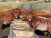 Cattle Feeding